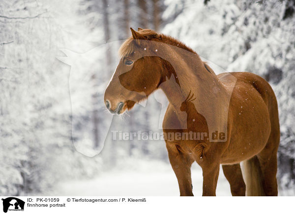Finnpferd Portrait / finnhorse portrait / PK-01059