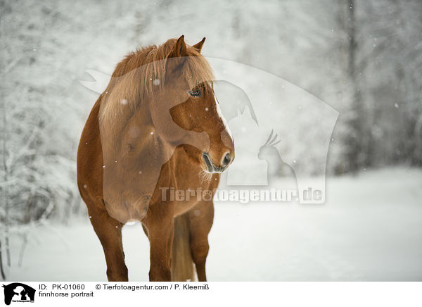 Finnpferd Portrait / finnhorse portrait / PK-01060