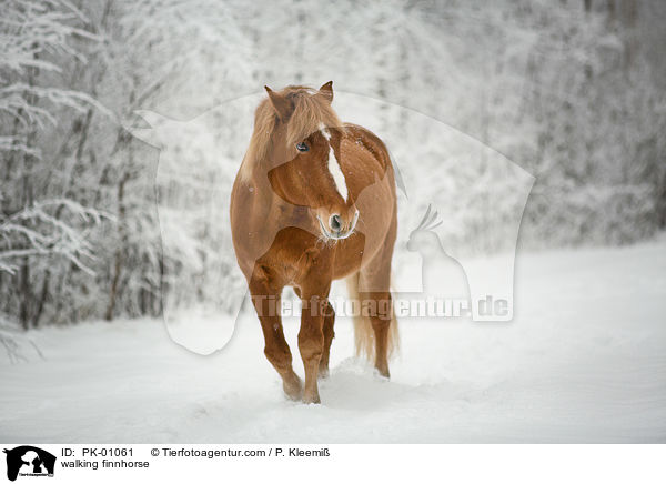 laufendes Finnpferd / walking finnhorse / PK-01061