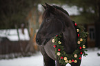 finnhorse portrait