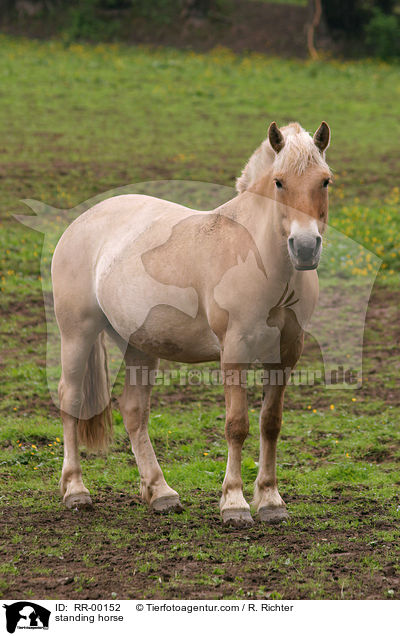 stehendes Fjordpferd Rotfalbe / standing horse / RR-00152