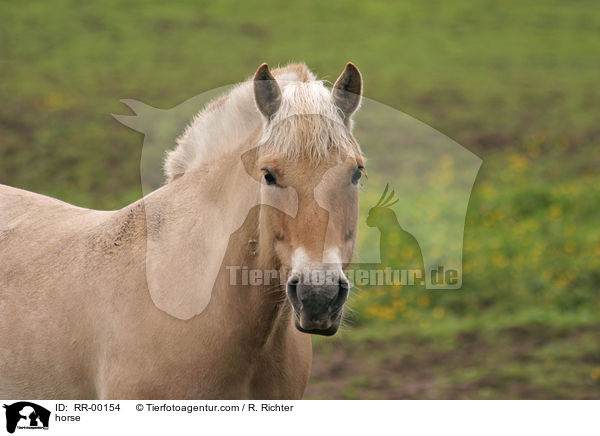 Fjordpferd Rotfalbe / horse / RR-00154