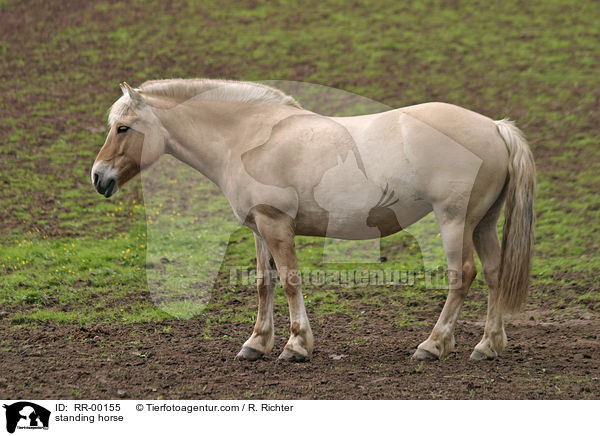 stehendes Fjordpferd Rotfalbe / standing horse / RR-00155