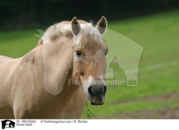 Rotfalbe im Portrait / horse head / RR-02062