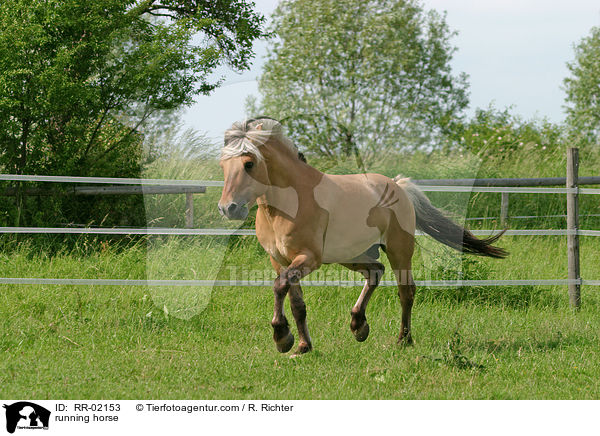Fjordpferd im Trab / running horse / RR-02153