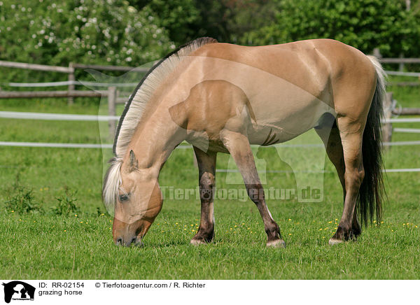 grasendes Pferd / grazing horse / RR-02154