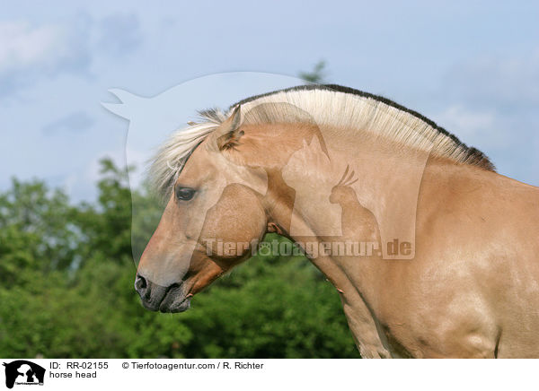 Fjordpferd im Portrait / horse head / RR-02155