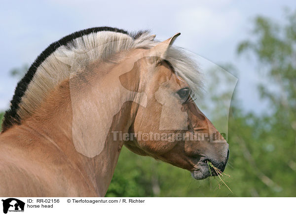 Fjordpferd im Portrait / horse head / RR-02156