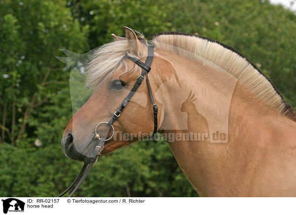 Fjordpferd im Portrait / horse head / RR-02157