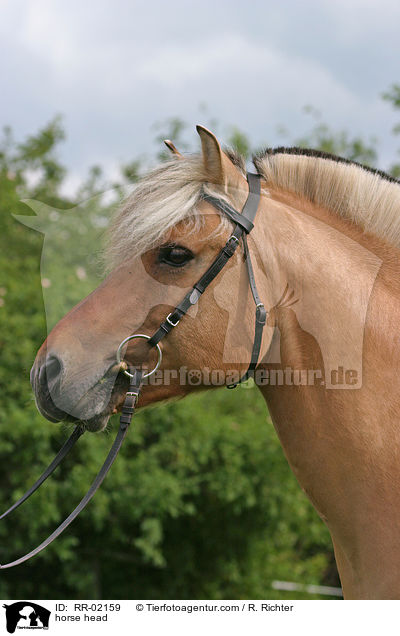 Fjordpferd im Portrait / horse head / RR-02159