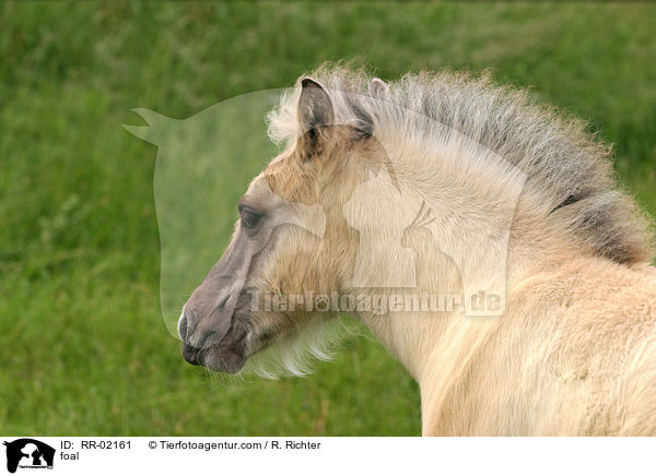Fjordpferdefohlen / foal / RR-02161