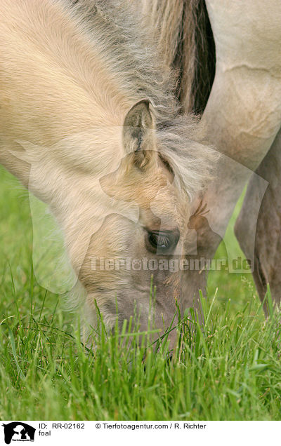 Fjordpferdefohlen / foal / RR-02162