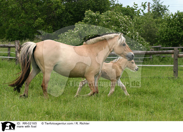 Stute mit Fohlen / mare with foal / RR-02165