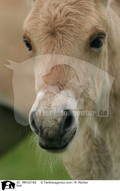 Fjordpferdefohlen / foal / RR-02168