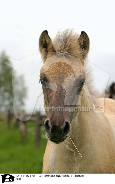 Fjordpferdefohlen / foal / RR-02170