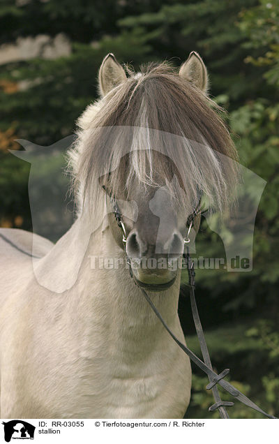 Fjordpferde Hengst im Portrait / stallion / RR-03055