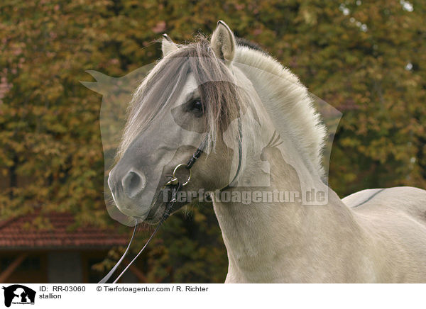 Fjordpferde Hengst im Portrait / stallion / RR-03060