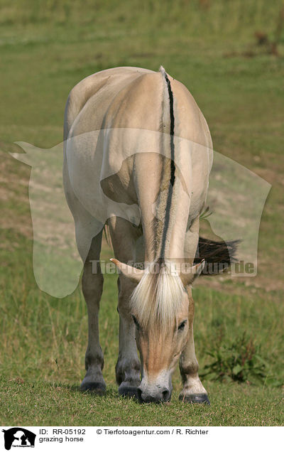 grasendes Fjordpferd / grazing horse / RR-05192