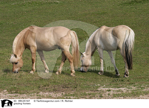 grasende Fjordpferde / grazing horses / RR-05197