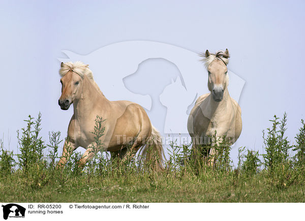 rennende Pferde / running horses / RR-05200
