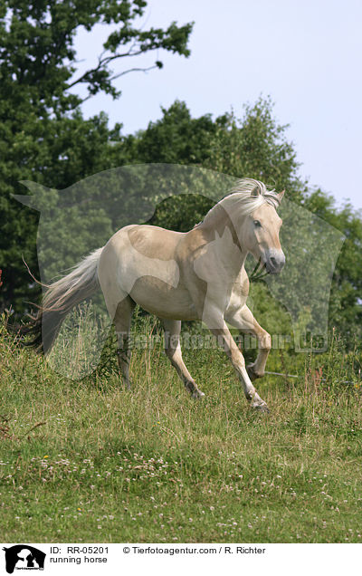 galoppierendes Fjordpferd / running horse / RR-05201
