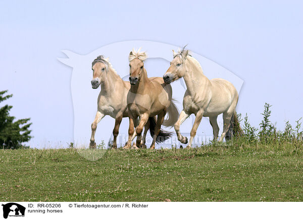 trabende Pferde / running horses / RR-05206