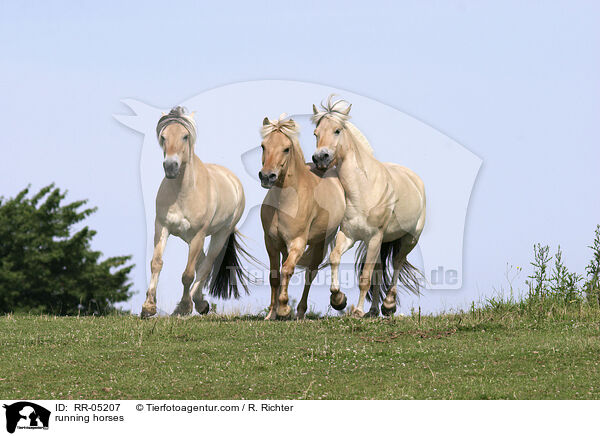 trabende Pferde / running horses / RR-05207