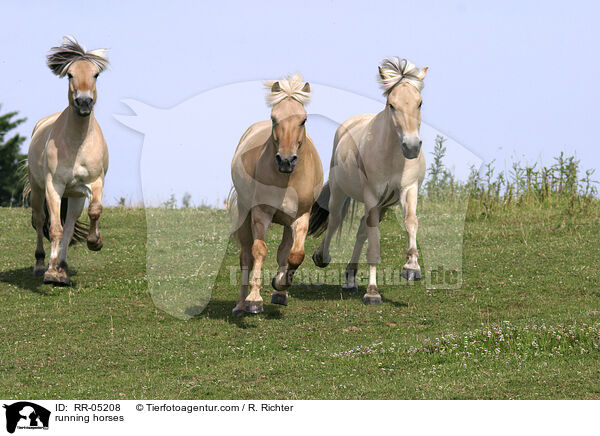 rennende Pferde / running horses / RR-05208