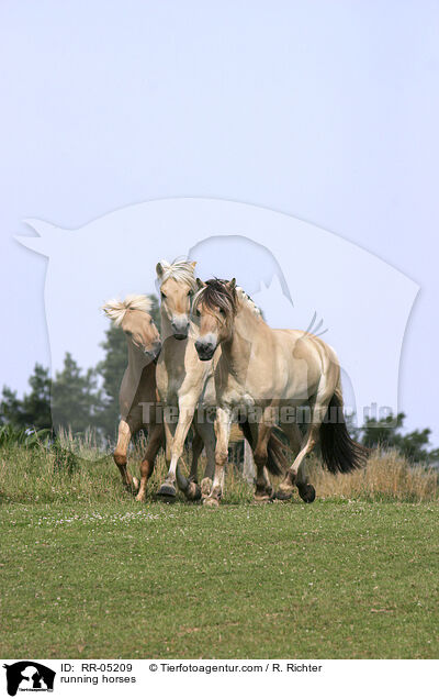 trabende Pferde / running horses / RR-05209