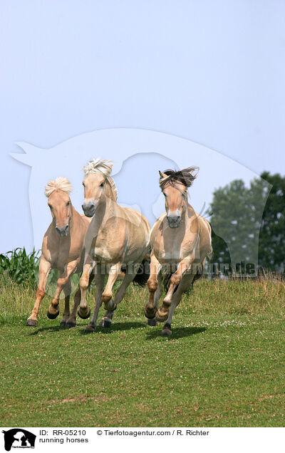 rennende Pferde / running horses / RR-05210