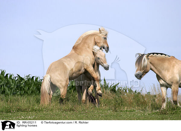 spielerischer Kampf / fighting horses / RR-05211