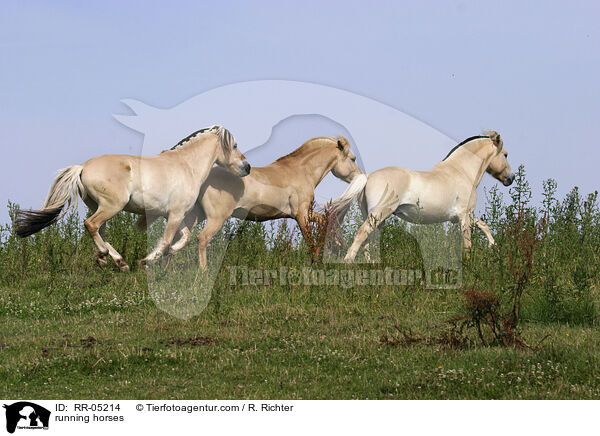 rennende Pferde / running horses / RR-05214