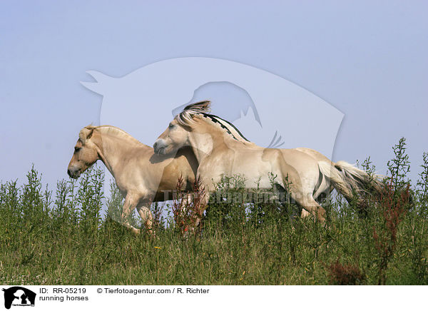 rennende Pferde / running horses / RR-05219