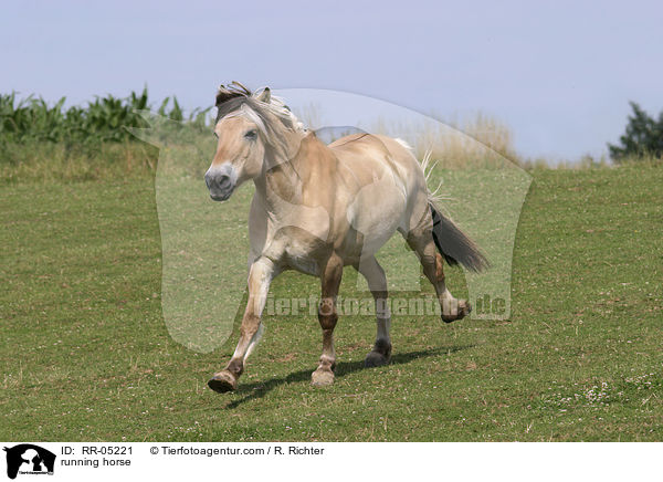 galoppierendes Fjordpferd / running horse / RR-05221