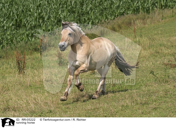 galoppierendes Fjordpferd / running horse / RR-05222