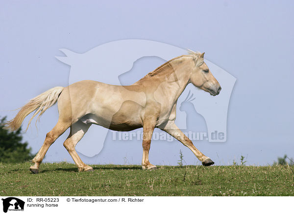galoppierendes Fjordpferd / running horse / RR-05223