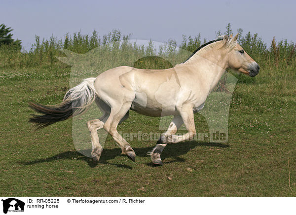 Fjordpferd im Galopp / running horse / RR-05225