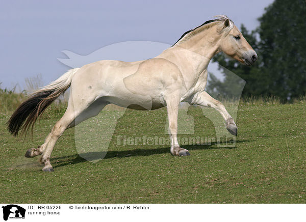 Fjordpferd im Galopp / running horse / RR-05226