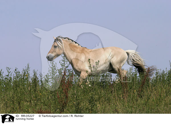 Fjordpferd im Galopp / running horse / RR-05227