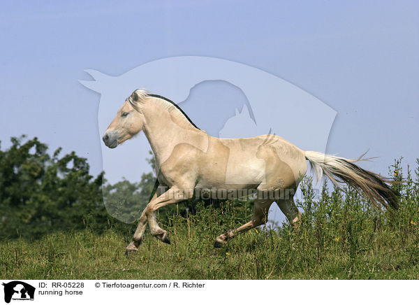 Fjordpferd im Galopp / running horse / RR-05228