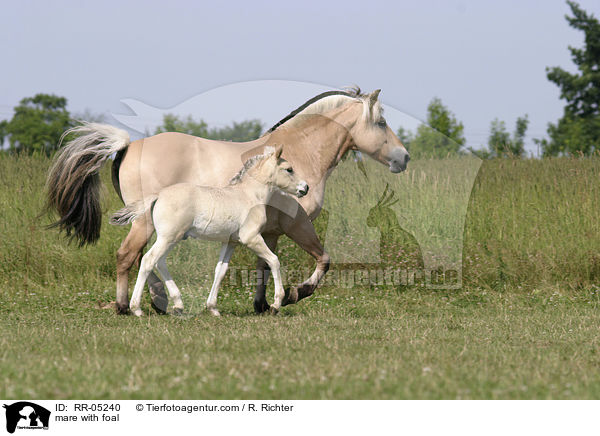 Fjordpferd Stute mit Fohlen / mare with foal / RR-05240