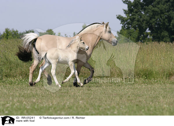 Fjordpferd Stute mit Fohlen / mare with foal / RR-05241