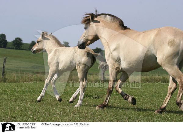 mare with foal / RR-05251