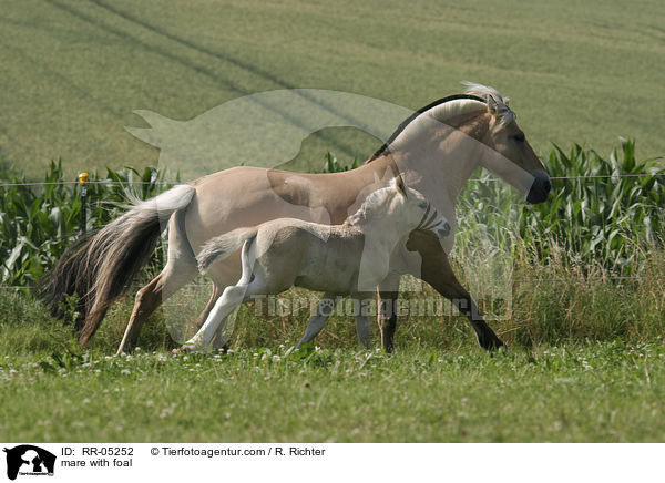 Fjordpferd Stute mit Fohlen / mare with foal / RR-05252