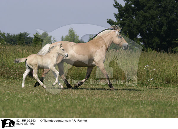Fjordpferd Stute mit Fohlen / mare with foal / RR-05253