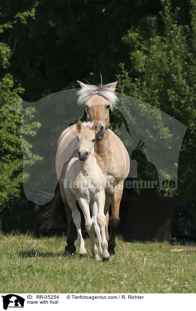 Fjordpferd Stute mit Fohlen / mare with foal / RR-05254