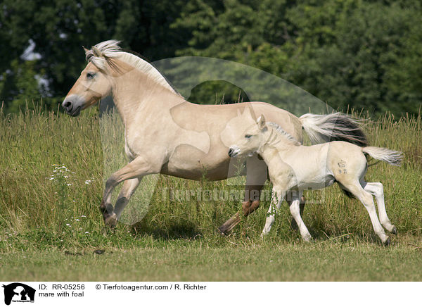 Fjordpferd Stute mit Fohlen / mare with foal / RR-05256