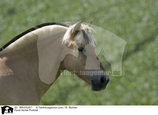 Fjord Horse Portrait / RR-05257