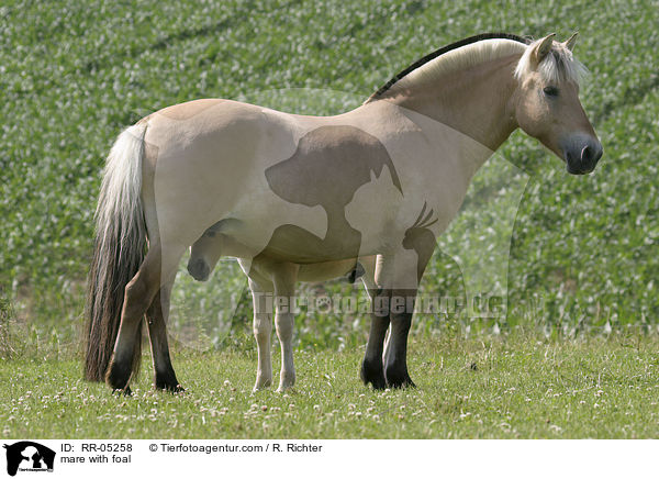 Stute mit Fohlen / mare with foal / RR-05258