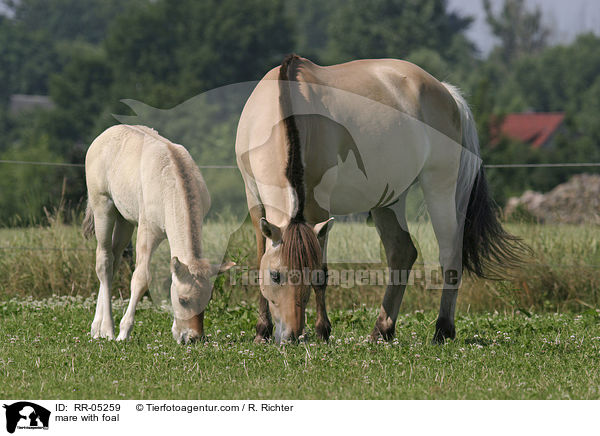 mare with foal / RR-05259